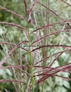 Miscanthus sinensis "Ferner Osten"