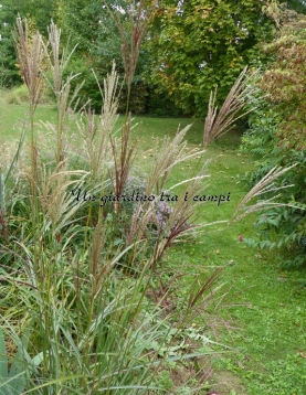 Miscanthus sinensis "Ferner Osten"