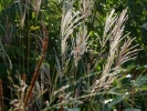 Miscanthus sinensis "Ferner Osten"