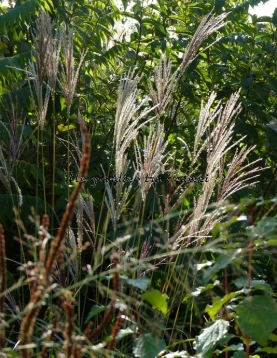 Miscanthus sinensis "Ferner Osten"