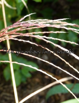 Miscanthus sinensis "Flamingo"