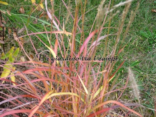 Miscanthus sinensis "Ghana"
