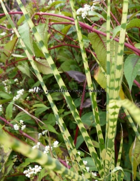 Miscanthus sinensis "Gold Bar"