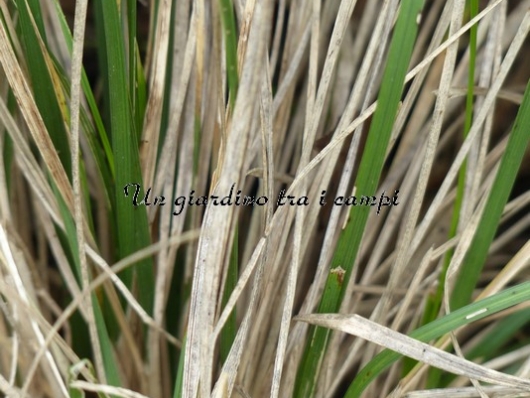 Deschampia cespitosa "Goldtau"