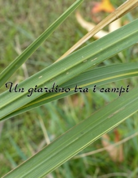 Miscanthus XGiganteum "Gotemba Gold"