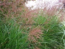Miscanthus sinensis "Gracillimus"