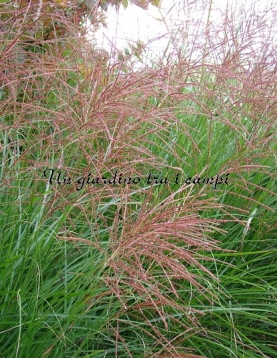 Miscanthus sinensis "Gracillimus"