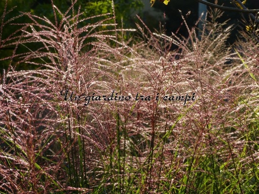 Miscanthus sinensis "Gracillimus" Miscanthus sinensis "Gracillimus"