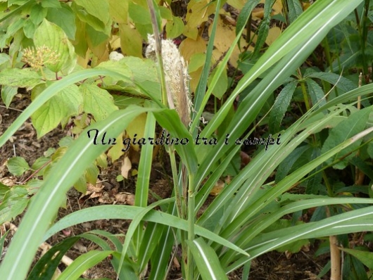 Miscanthus sinensis "Graziella" Miscanthus sinensis "Graziella"