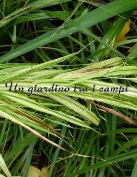 Hakonechloa macra "Aureola"