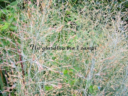 Panicum Virgatum "Heavy Metal" Panicum Virgatum "Heavy Metal"