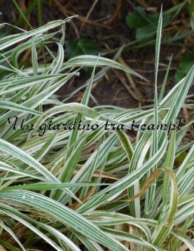 Holcus mollis "Variegatus"