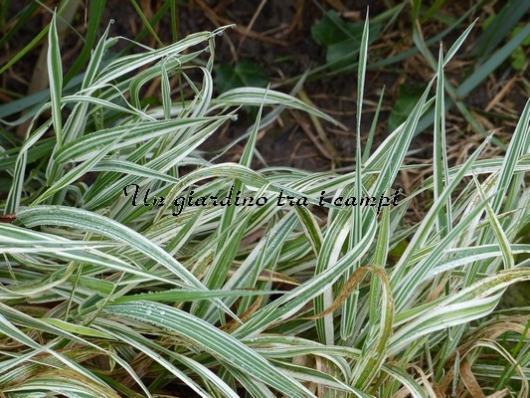 Holcus mollis "Variegatus" Holcus mollis "Variegatus"