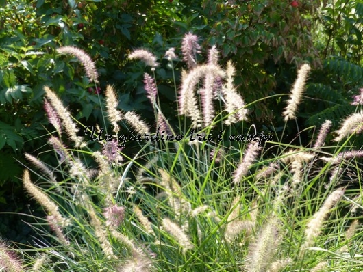 Pennisetum orientale "Karley Rose" Pennisetum orientale "Karley Rose"