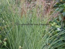 Miscanthus sinensis "Morning Light"