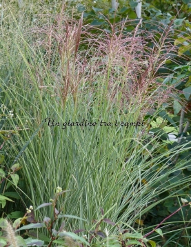 Miscanthus sinensis "Morning Light"