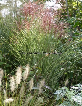 Miscanthus sinensis "Morning Light"