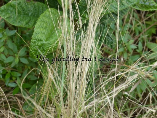 Nassella (stipa) tenuissima Nassella (stipa) tenuissima