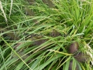 Pennisetum alopecuroides "National arboretum" Pennisetum alopecuroides "National arboretum"