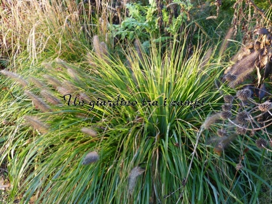 Pennisetum alopecuroides "National arboretum" Pennisetum alopecuroides "National arboretum"