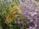 Miscanthus nepalensis Miscanthus nepalensis
