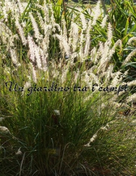 Pennisetum orientale