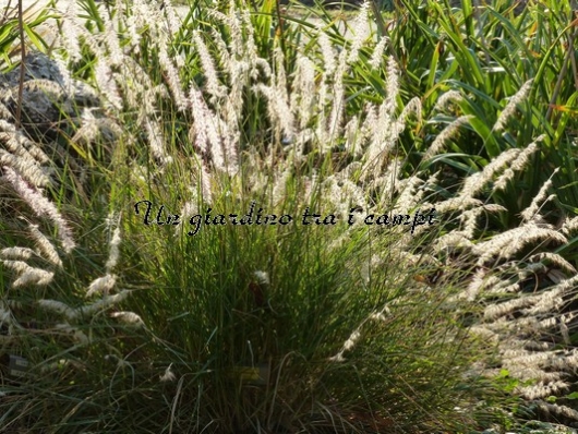 Pennisetum orientale