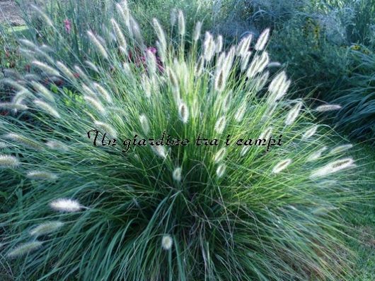 Pennisetum alopecuroides "Paul's giant" Pennisetum alopecuroides "Paul's giant"