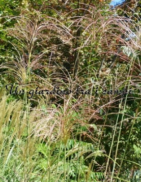 Miscanthus sinensis "Poseidon"