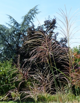 Miscanthus sinensis "Poseidon"