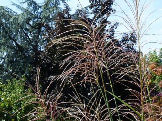 Miscanthus sinensis "Poseidon"