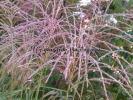 Miscanthus sinensis "Poseidon"