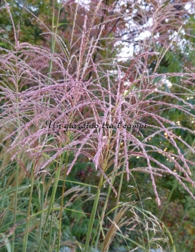 Miscanthus sinensis "Poseidon"