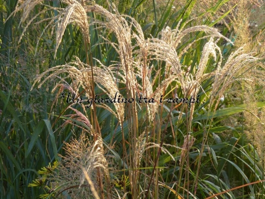 Miscanthus nepalensis "Shikola" Miscanthus nepalensis "Shikola"
