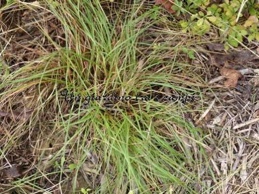 Stipa gigantea