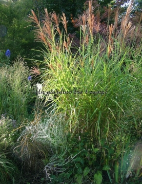 Miscanthus sinensis "Strictus"