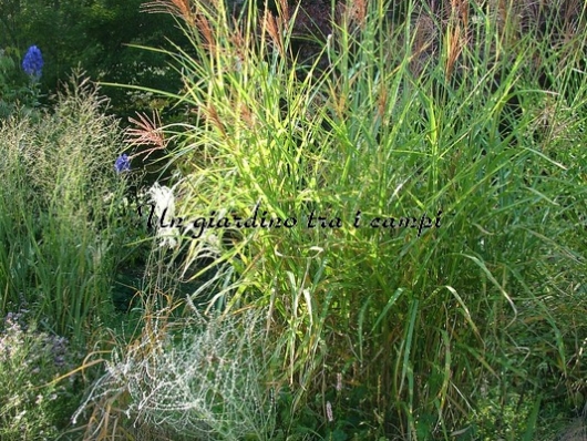 Miscanthus sinensis "Strictus" Miscanthus sinensis "Strictus"