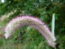 Pennisetum orientale "Tall Tail"