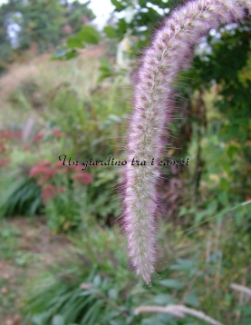 Pennisetum orientale "Tall Tail"
