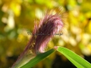 Pennisetum orientale "Tall Tail" Pennisetum orientale "Tall Tail"