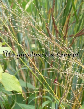 Molinia caerulea subsp. arundinacea "transparent"