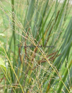 Molinia caerulea subsp. arundinacea "transparent"