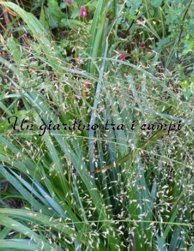Eragrostis trichoides
