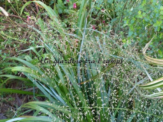 Eragrostis trichoides Eragrostis trichoides