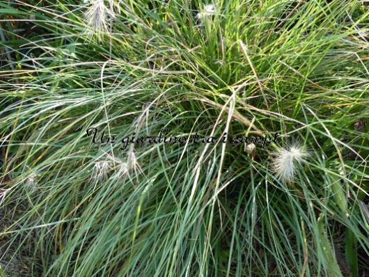Pennisetum villosum Pennisetum villosum