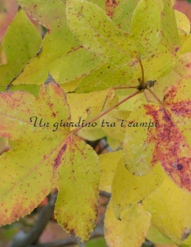 Liquidambar formosana Liquidambar formosana