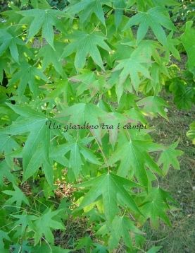 Liquidambar styraciflua "Andrew Hewson" Liquidambar styraciflua "Andrew Hewson"