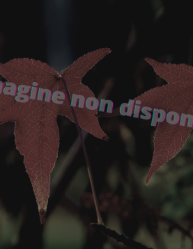 Liquidambar styraciflua "Wintergreen" Liquidambar styraciflua "Wintergreen"