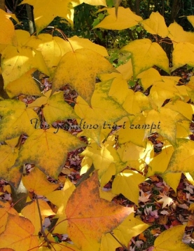 Liquidambar acalycina Liquidambar acalycina