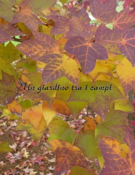 Liquidambar acalycina Liquidambar acalycina